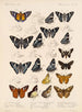 Insectos Lepidópteros Rhopaloceros Pl 075 - Frederick DuCane Godman — vista de la obra