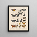 Insectos Lepidópteros Rhopaloceros Pl 075 - Frederick DuCane Godman — cuadro enmarcado en la pared