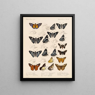 Frederick DuCane Godman - Insecta LepidopteraRhopalocera Pl 075.webp