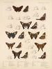 Insectos Lepidópteros Rhopaloceros Pl 076 - Frederick DuCane Godman — vista de la obra