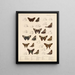 Insectos Lepidópteros Rhopaloceros Pl 076 - Frederick DuCane Godman — cuadro enmarcado en la pared