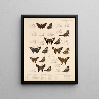 Frederick DuCane Godman - Insecta LepidopteraRhopalocera Pl 076.webp