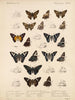 Insectes Lépidoptères Rhopalocères Pl 077 - Frederick DuCane Godman — artwork view