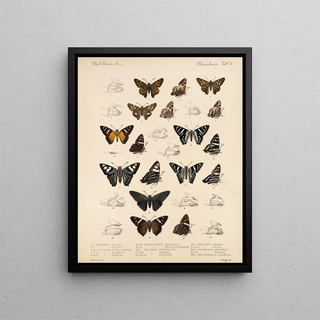 Frederick DuCane Godman - Insecta LepidopteraRhopalocera Pl 077.webp