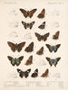 Insectos Lepidópteros Rhopaloceros Pl 078 - Frederick DuCane Godman — vista de la obra