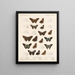 Insectos Lepidópteros Rhopaloceros Pl 078 - Frederick DuCane Godman — cuadro enmarcado en la pared