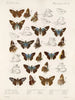 Insectos Lepidópteros Rhopaloceros Pl 106 - Frederick DuCane Godman — vista de la obra