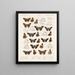 Insectos Lepidópteros Rhopaloceros Pl 106 - Frederick DuCane Godman — cuadro enmarcado en la pared