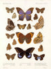 Insectos Lepidópteros Rhopaloceros Pl 108 - Frederick DuCane Godman — vista de la obra