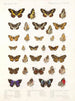 Insectos Lepidópteros Rhopaloceros Pl 109 - Frederick DuCane Godman — vista de la obra