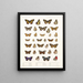 Insectos Lepidópteros Rhopaloceros Pl 109 - Frederick DuCane Godman — cuadro enmarcado en la pared