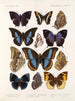 Insects Lepidoptera Rhopalocera Pl 110 - Frederick DuCane Godman — artwork view