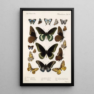 Frederick DuCane Godman - Insecta LepidopteraRhopalocera Pl 112.webp