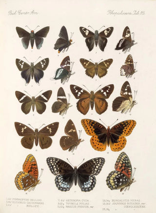Frederick DuCane Godman - Insecta LepidopteraRhopalocera Pl 113.webp