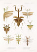 Insecta Orthoptera Pl 3 - Frederick DuCane Godman — artwork view