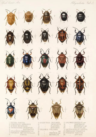 Frederick DuCane Godman - Insecta Rhynchota HemipteraHeteroptera Pl 03.webp