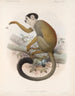 Mamíferos Pl 02 - Frederick DuCane Godman — vista de la obra