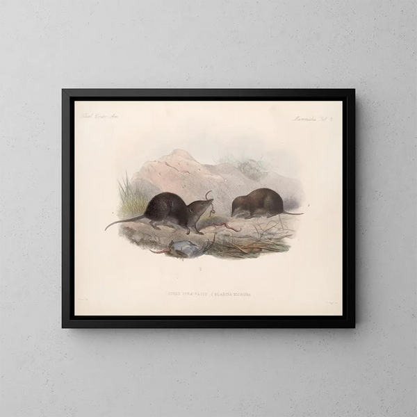 Mammifères Pl 04 - Frederick DuCane Godman — framed artwork on a wall