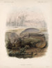 Mammalia Pl 06 - Frederick DuCane Godman — artwork view