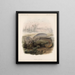 Mammalia Pl 06 - Frederick DuCane Godman — framed artwork on a wall