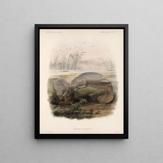 Frederick DuCane Godman - Mammalia Pl 06.webp