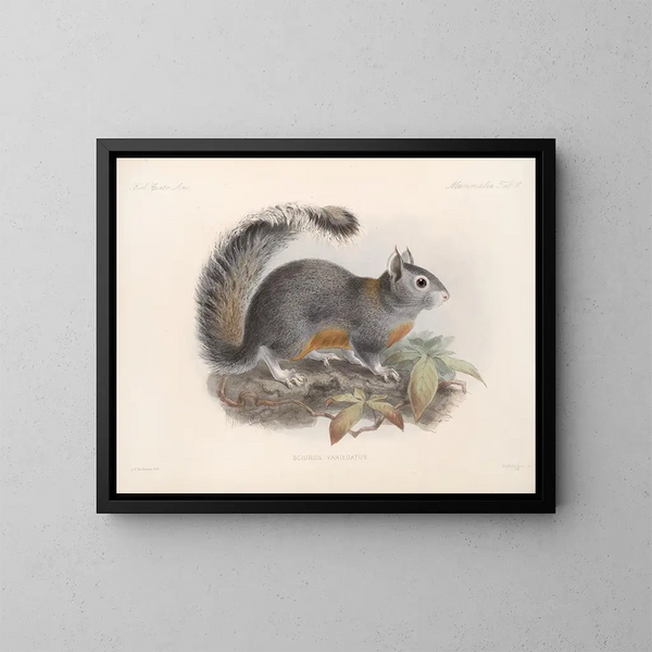 Mammifères Pl 09 - Frederick DuCane Godman — framed artwork on a wall