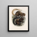 Mammalia Pl 10 - Frederick DuCane Godman — cuadro enmarcado en la pared