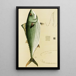 Frederick McCoy - Fishes II.webp