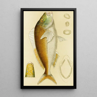 Frederick McCoy - Fishes VI.webp