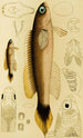 Fish XII - Frederick McCoy — artwork view