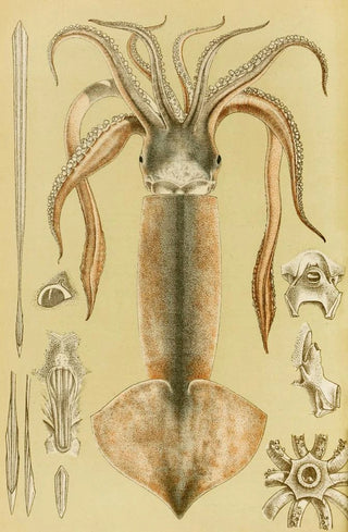 Frederick McCoy - Mollusca II.webp