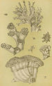 Bryozoaires II - Frederick McCoy — vista de la obra