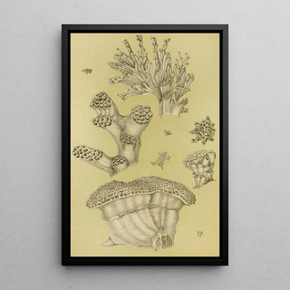 Frederick McCoy - Polyzoa II.webp