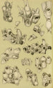 Bryozoaires V - Frederick McCoy — vista de la obra