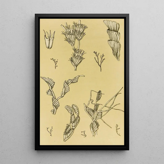 Frederick McCoy - Polyzoa XII.webp