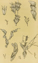 Bryozoaires XII - Frederick McCoy — vista de la obra