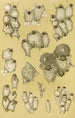 Bryozoaires XIV - Frederick McCoy — vista de la obra