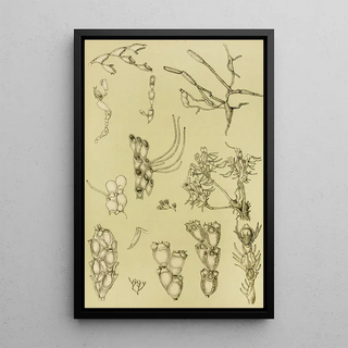 Frederick McCoy - Polyzoa XI.webp