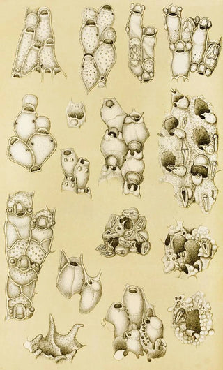 Frederick McCoy - Polyzoa XVII.webp