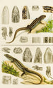 Reptiles VIII - Frederick McCoy — vista de la obra