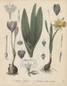 Libro sobre las plantas tóxicas Pl03 - Friedrich Berge — vista de la obra