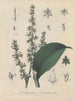 Libro sobre las plantas tóxicas Pl04 - Friedrich Berge — vista de la obra