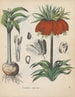 Libro sobre las plantas tóxicas Pl05 - Friedrich Berge — vista de la obra