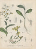 Libro sobre las plantas tóxicas Pl07 - Friedrich Berge — vista de la obra