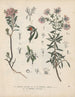 Libro de las plantas tóxicas Pl23 - Friedrich Berge — vista de la obra