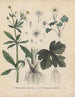 Libro sobre las plantas tóxicas Pl24 - Friedrich Berge — vista de la obra