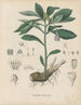 Libro sobre las plantas tóxicas Pl27 - Friedrich Berge — vista de la obra