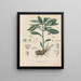 Libro sobre las plantas tóxicas Pl27 - Friedrich Berge — cuadro enmarcado en la pared