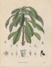 Libro sobre las plantas tóxicas Pl29 - Friedrich Berge — vista de la obra