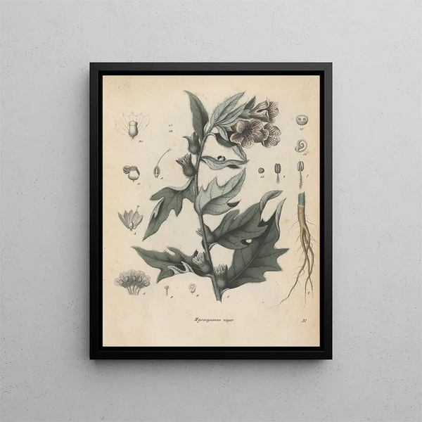 Libro sobre las plantas tóxicas Pl31 - Friedrich Berge — cuadro enmarcado en la pared